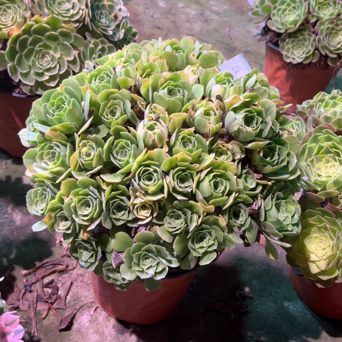 多肉植物五彩琉璃0014