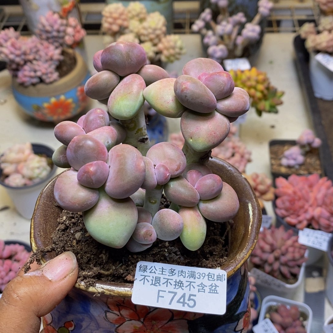 745芒果奶多肉8c m