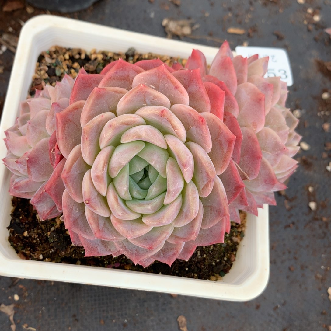 1553杂交多肉老桩