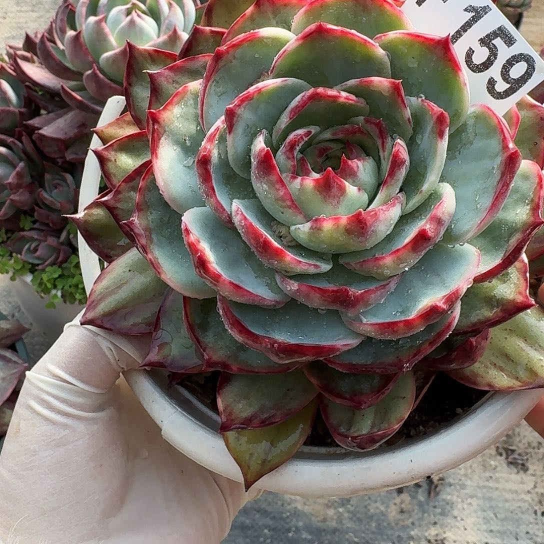 惊鸿惊鸿惊鸿 159.........