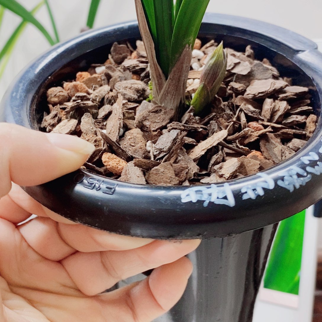 爱***9大部分花苞少量开放