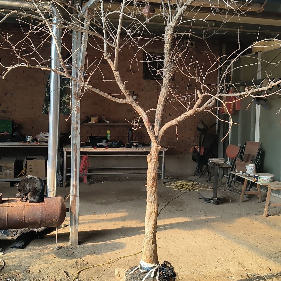 龍***人突尼斯软籽石榴树