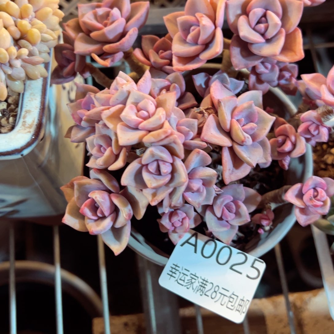 幸运的是我的朋友