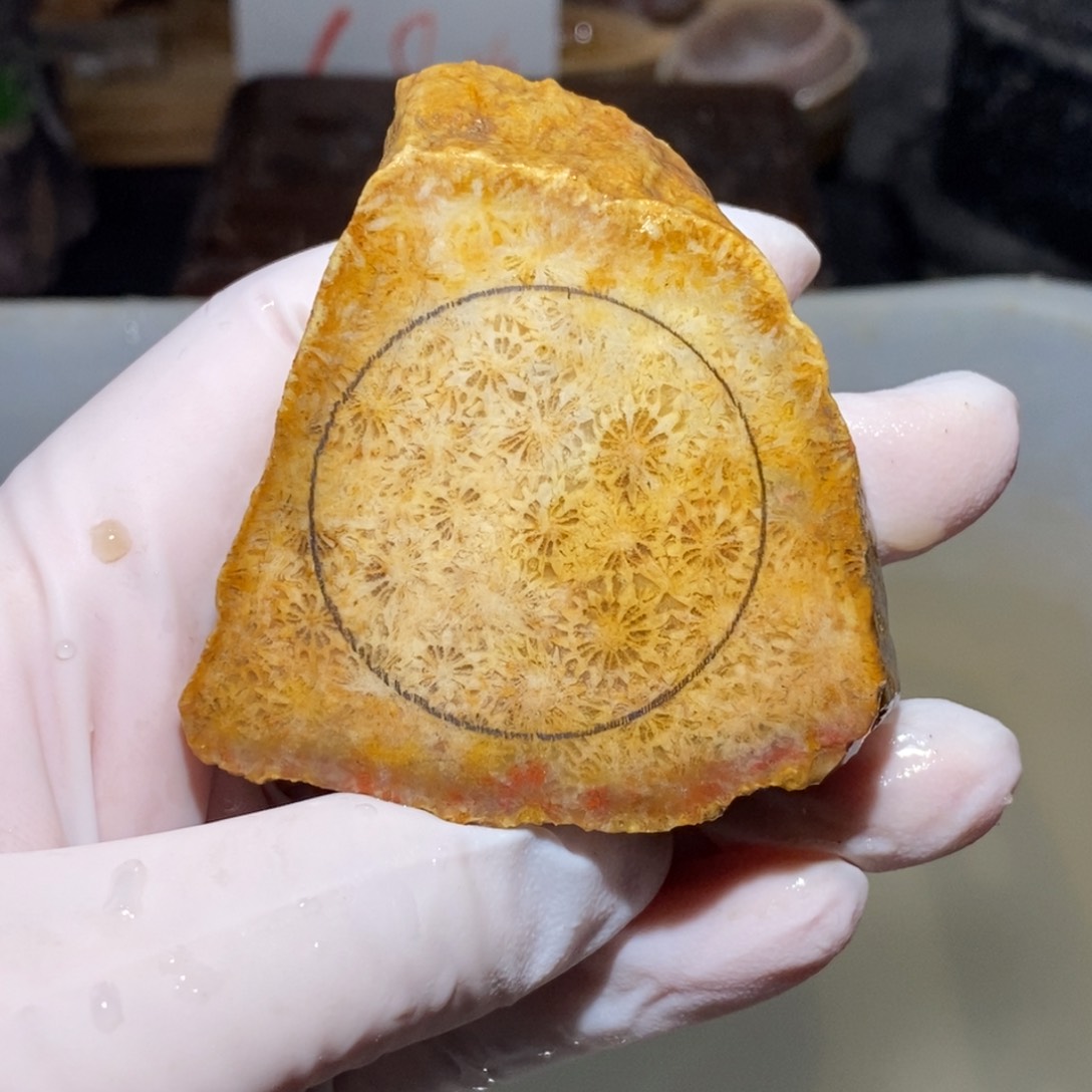 【闪购商品】硅化玉珊瑚玉未镶嵌