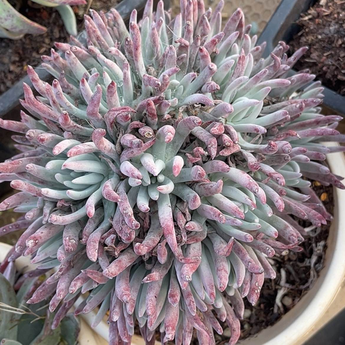 【闪购商品】白鹭老庄