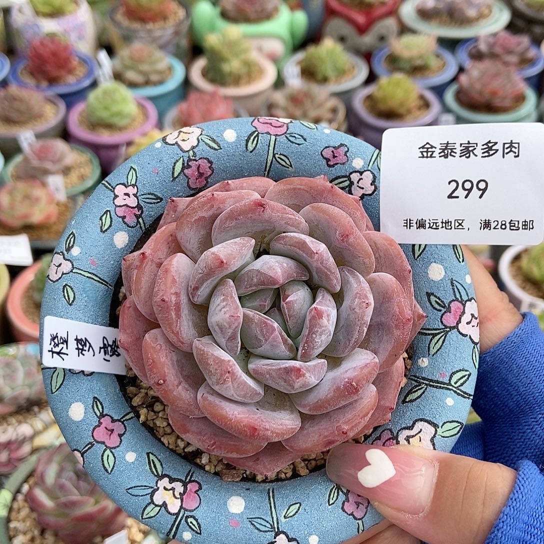 金泰家多肉，299橙梦露