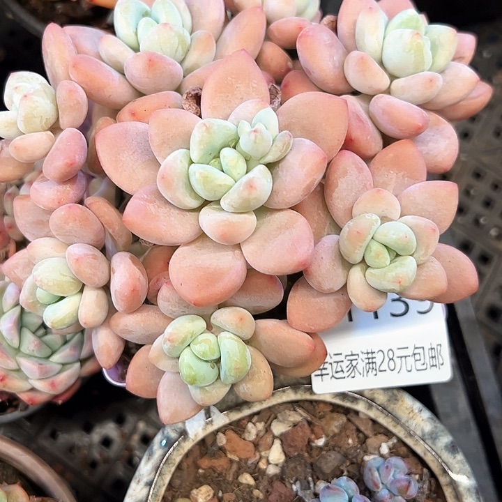 幸运的是我的朋友们