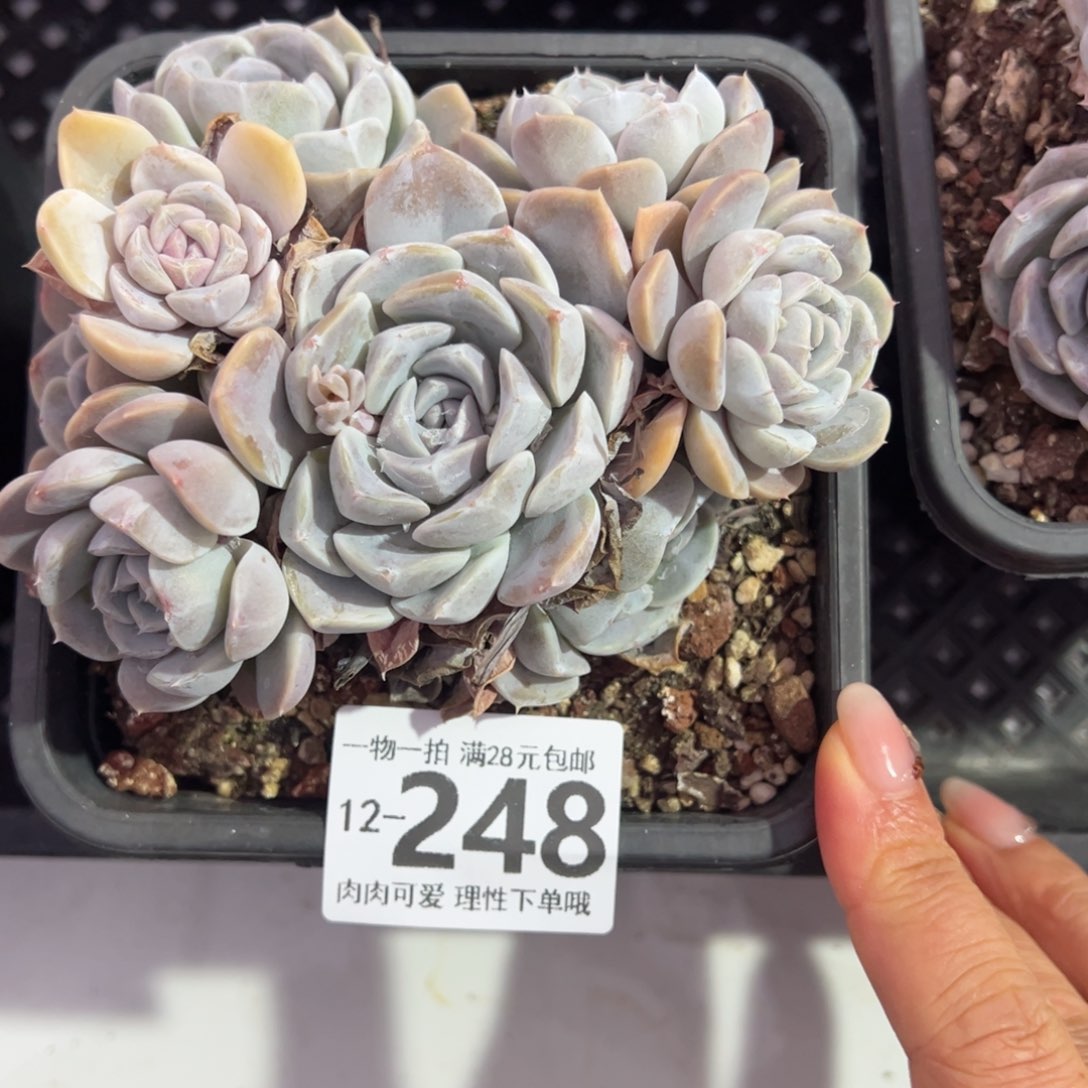 汉堡，多肉多肉多肉多肉