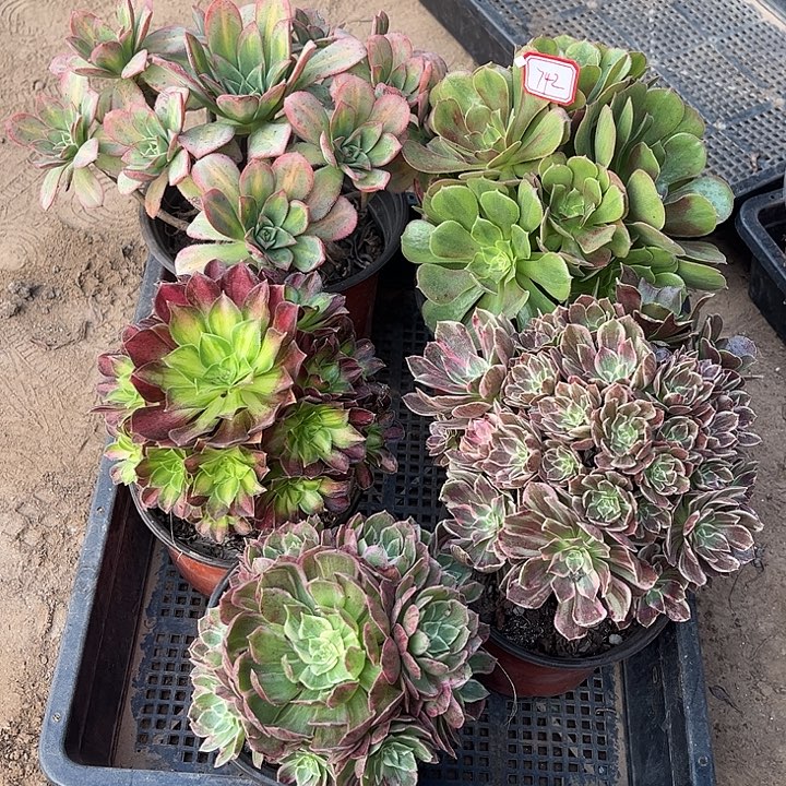 742多肉植物组合，