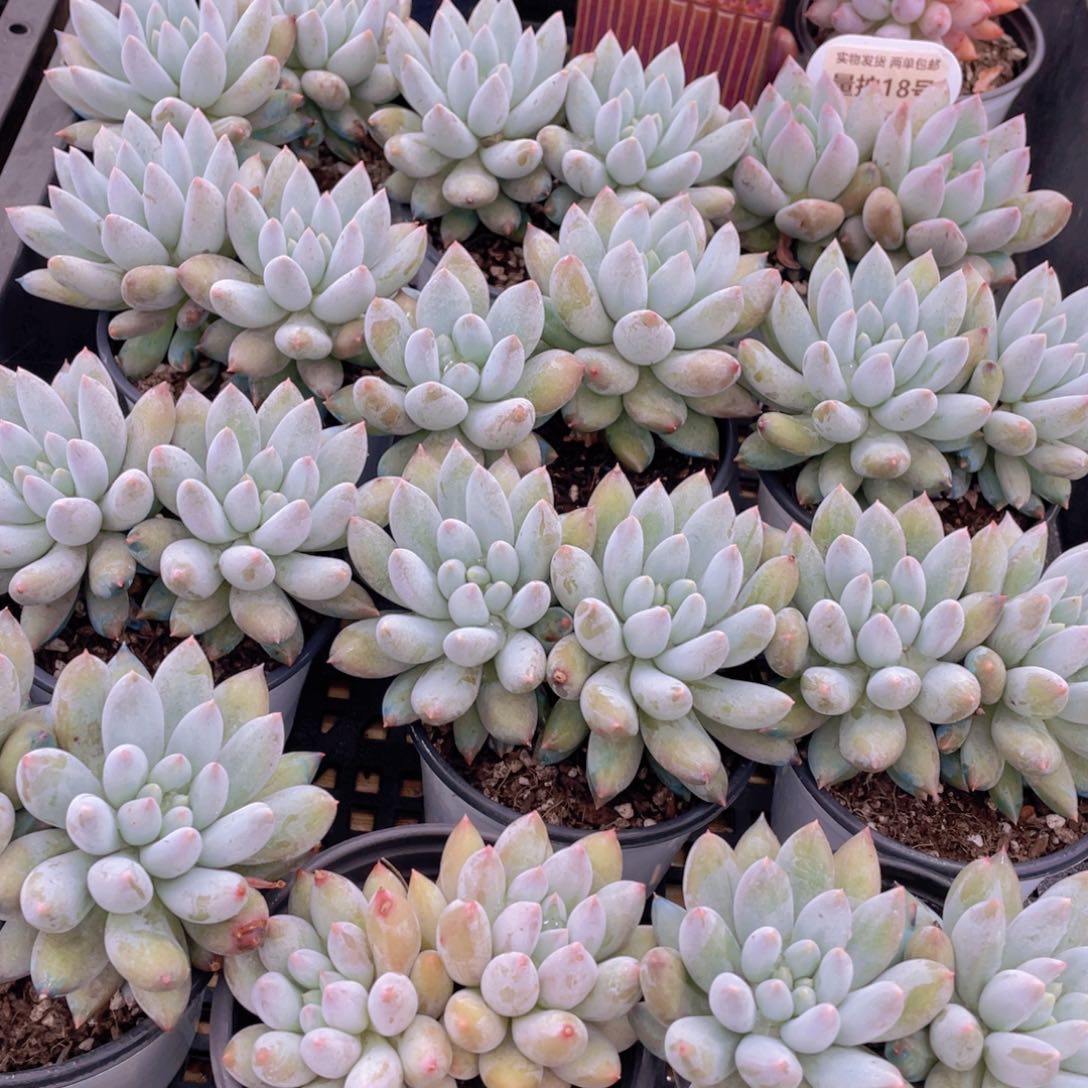 量拍18号 所罗门大双头一个