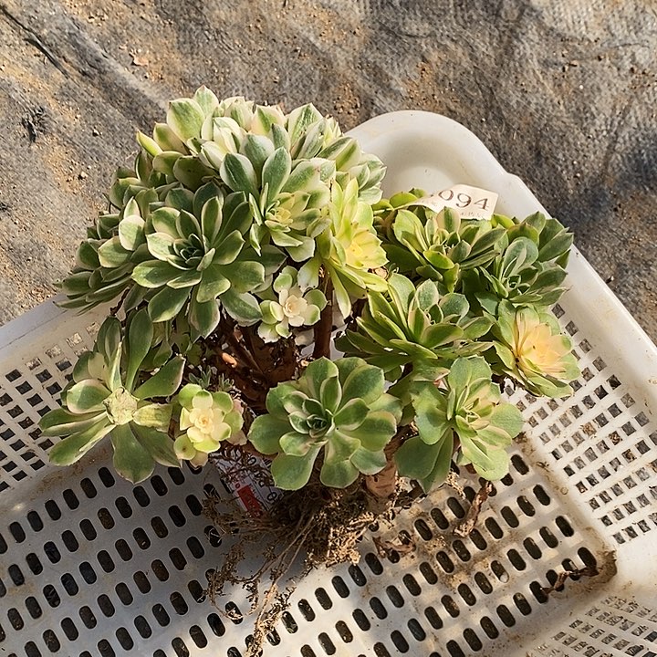 3094伊丽莎白多肉母本无售后