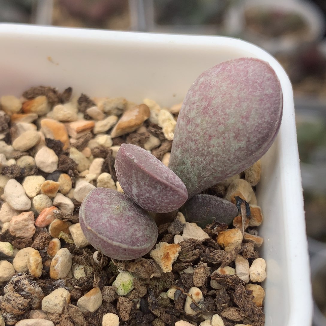 满斑花蛋一物一拍