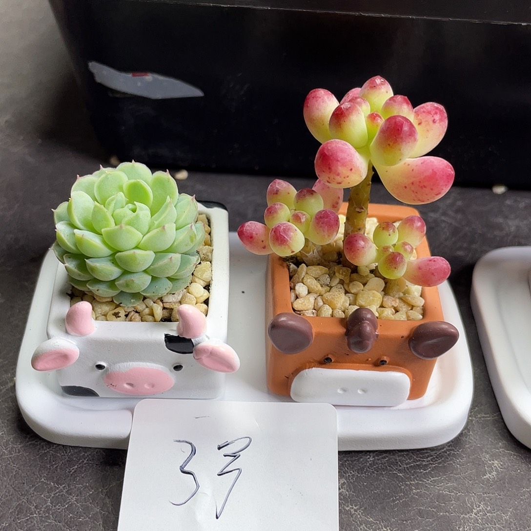 多肉植物牛马组合3