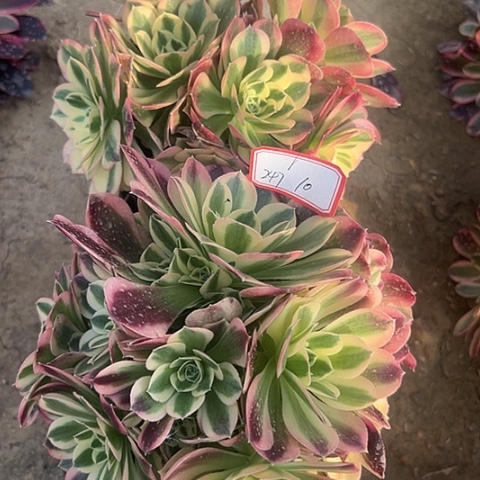 多肉植物白凤247
