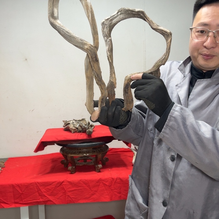 华***o香榧木客服18832259591