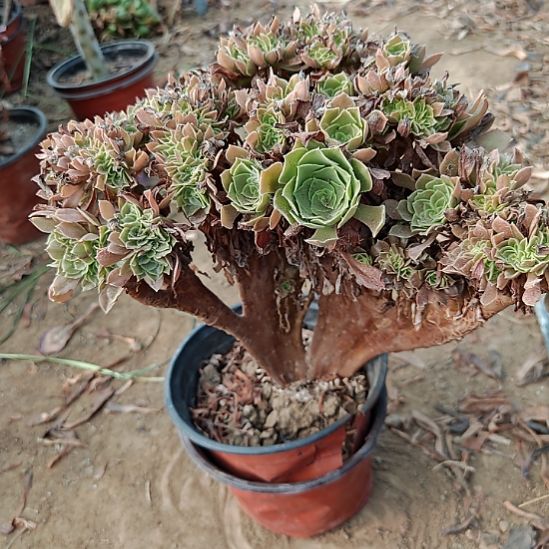 玫瑰缀加急发货了7