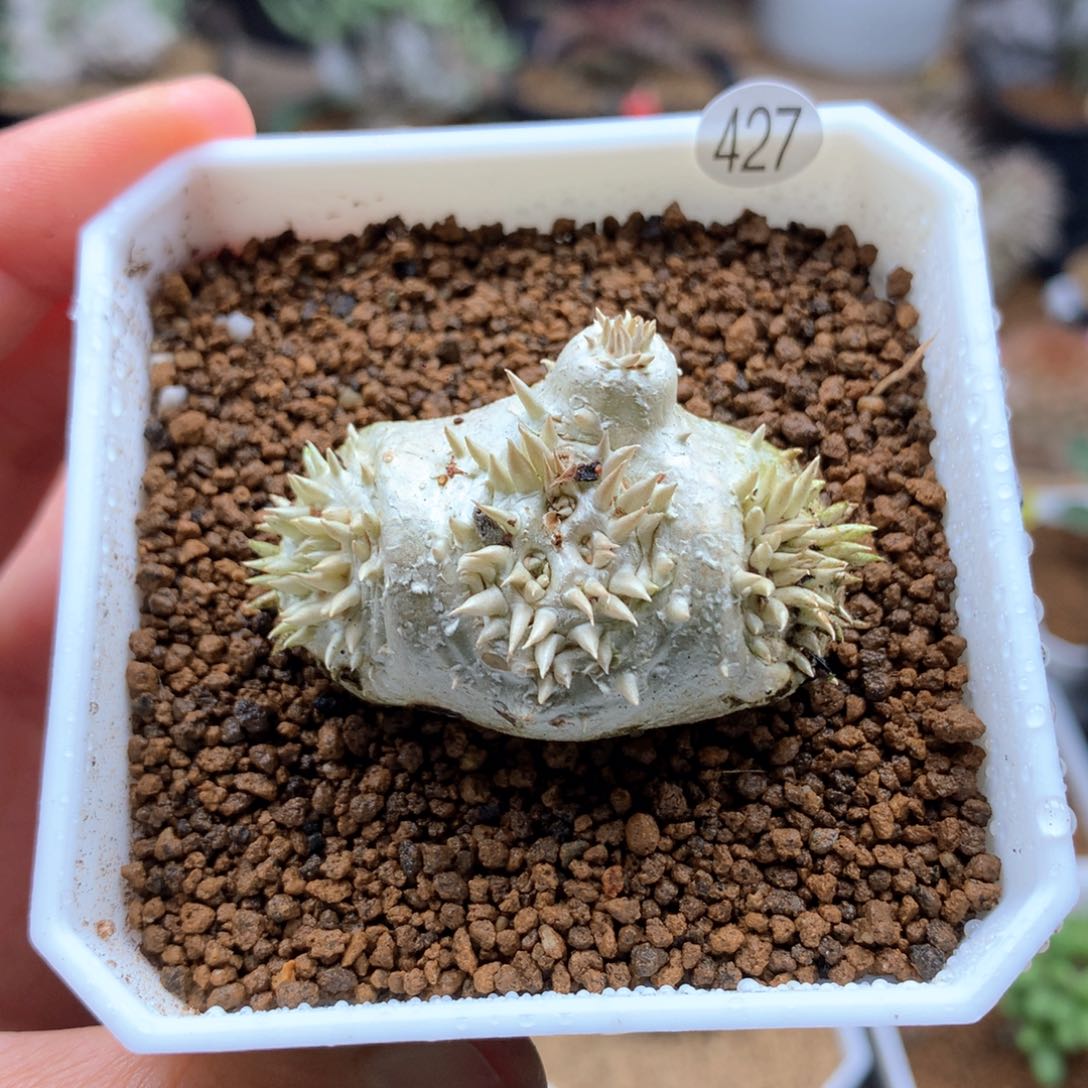 惠比须笑带盆多肉427