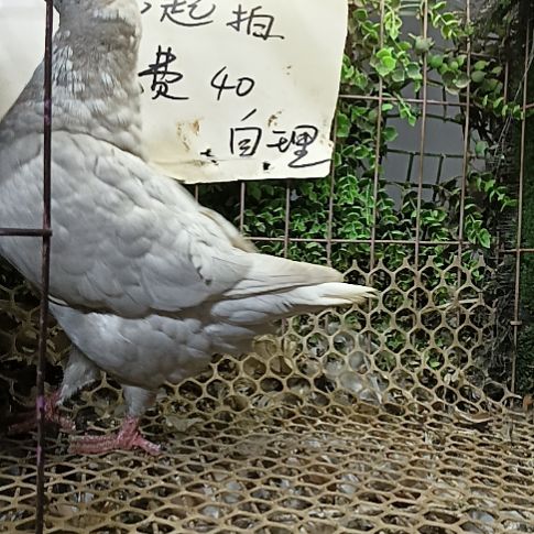 元宝青年鸽子一只
