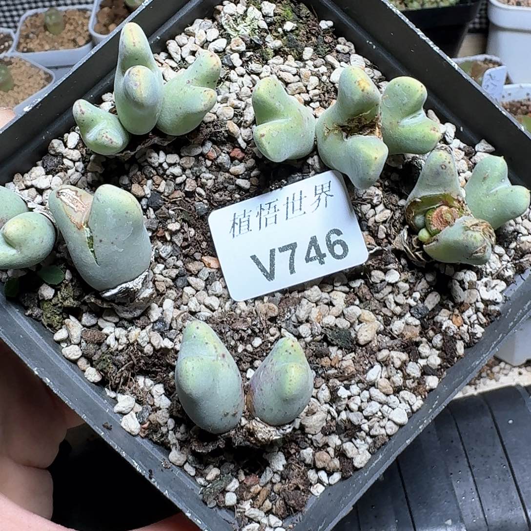746盒多肉植物哇f f