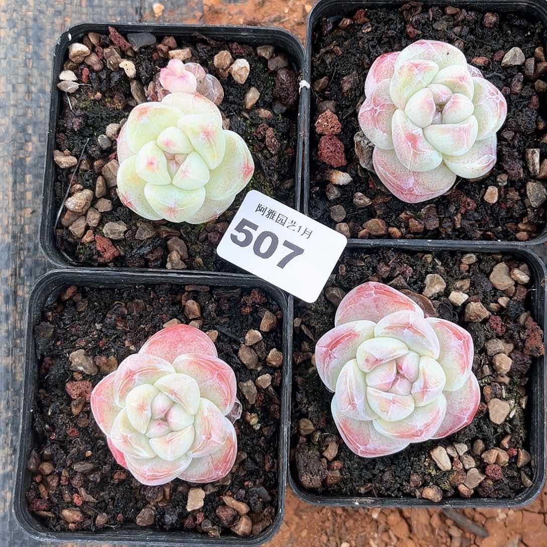 阿雅园艺。         脱土发货507