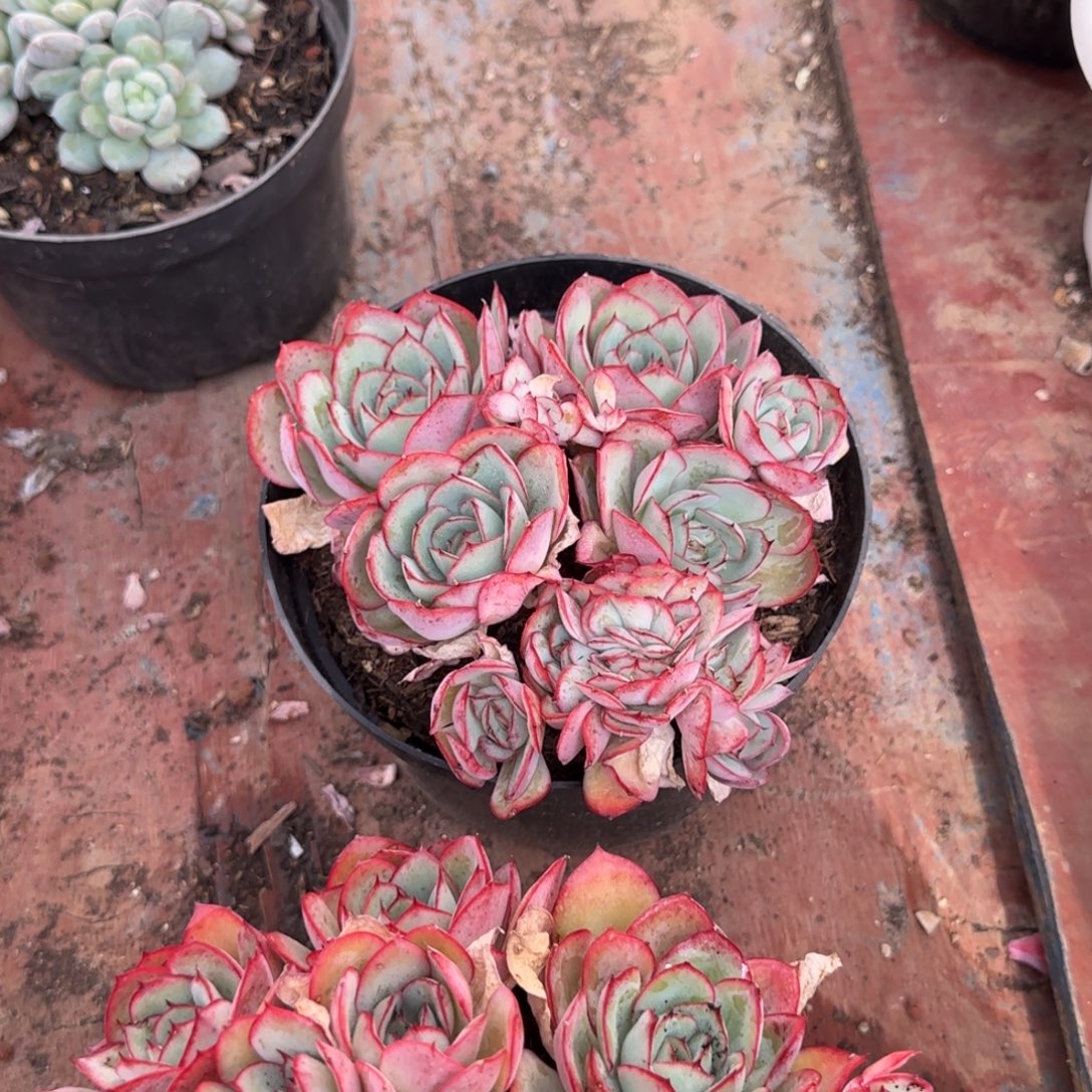 牡丹亭惊鸿一物一拍包装收缩花旱