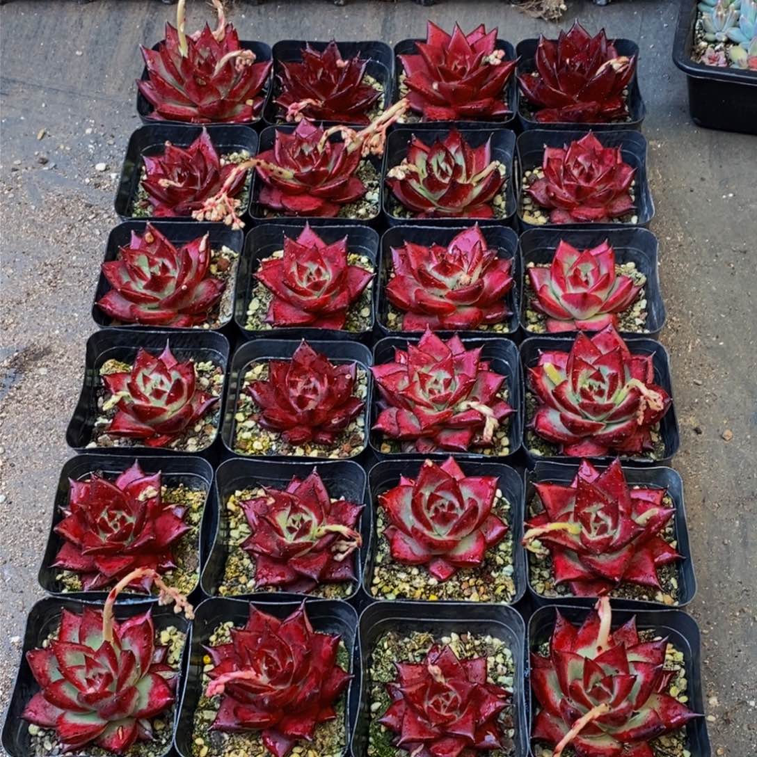 621的人和我一起看电影