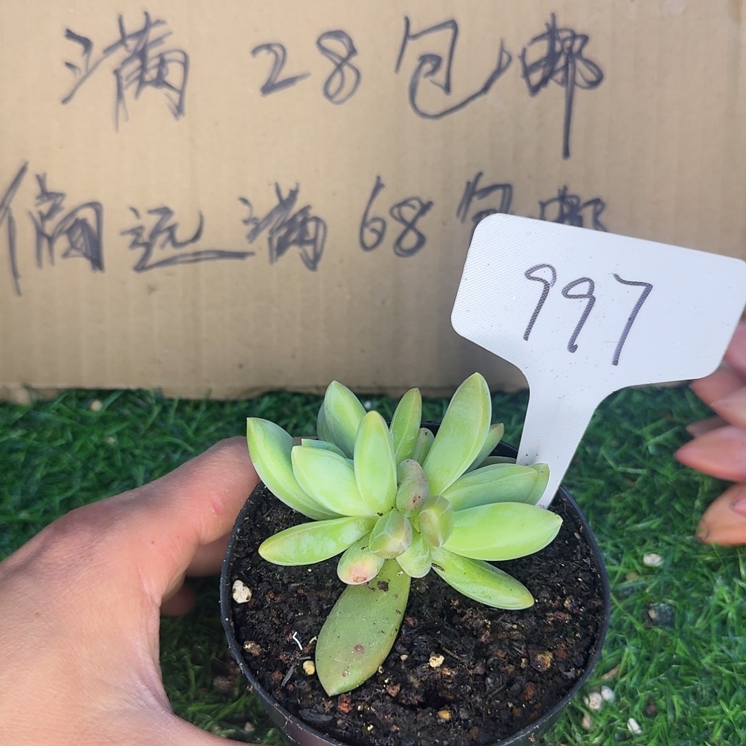 云南多肉小栈朵唯奇997