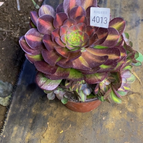 抹茶多肉植物4013
