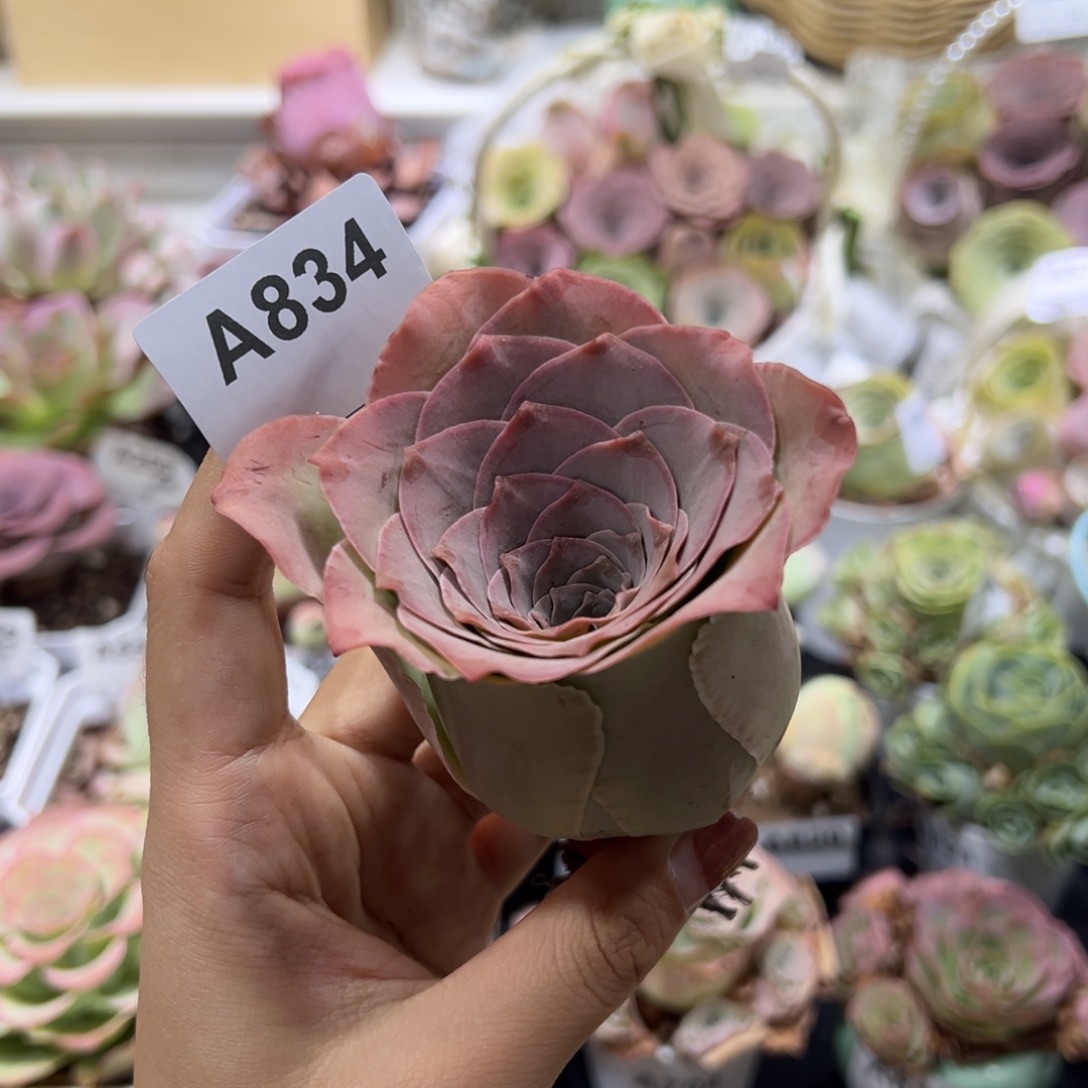 834紫霞仙子大老桩母本福利。    