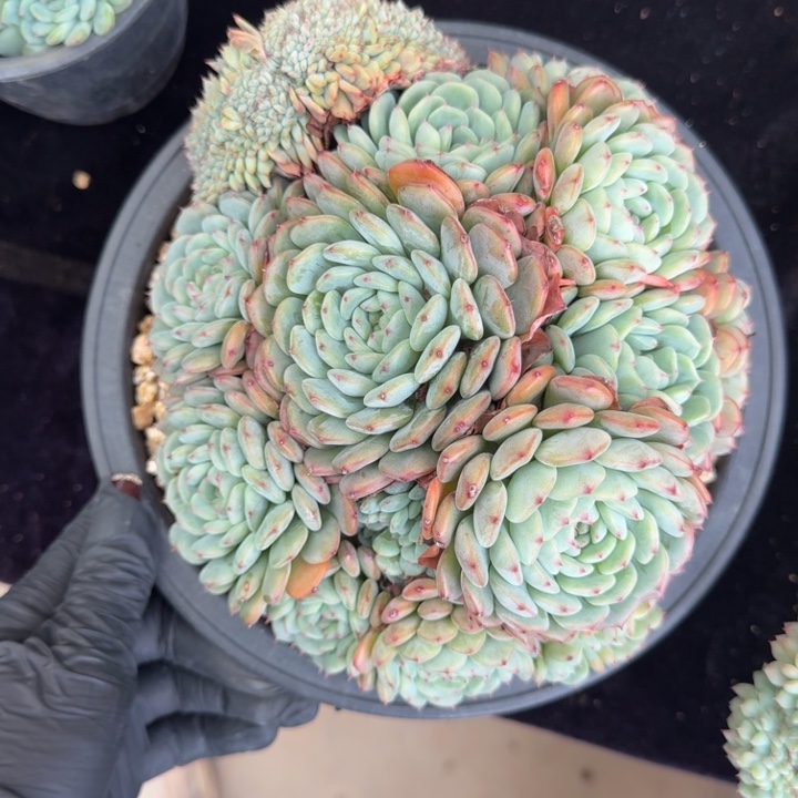 18厘米左右一物一拍的一物一拍