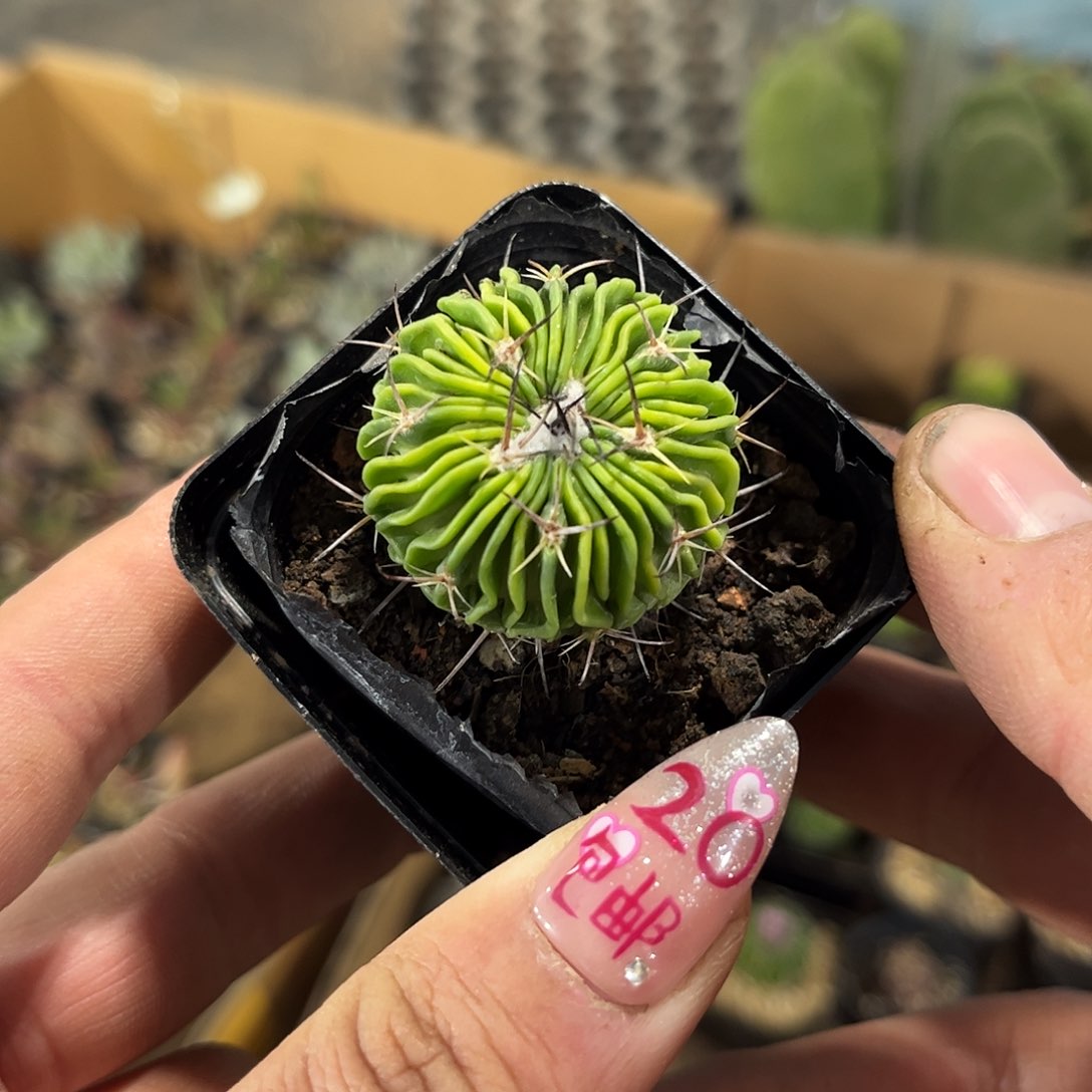 单头辛巴克单头发货有根