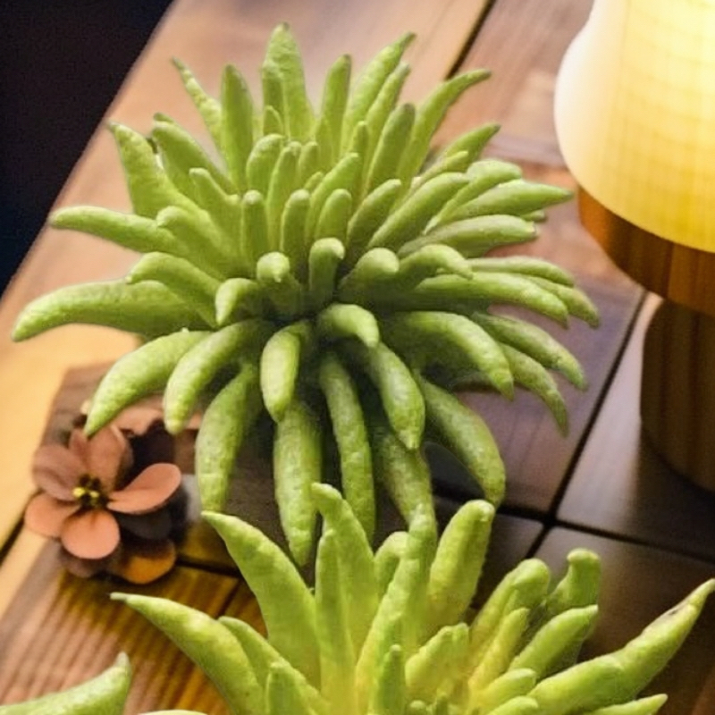 （精品佛手一斤半以上）创意香薰摆件 可食用植物 新鲜采摘室内花材