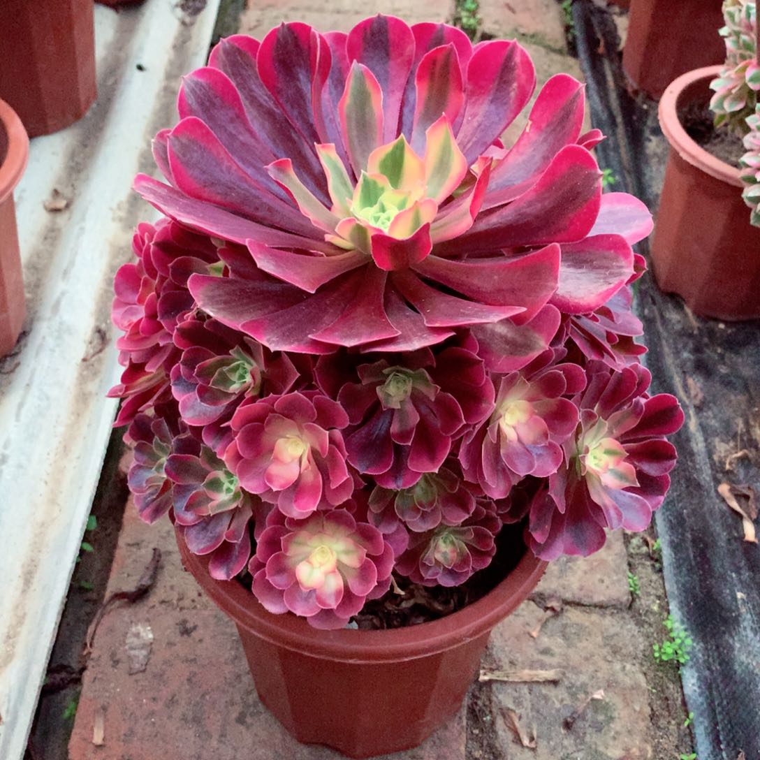 美杜莎，多肉植物的
