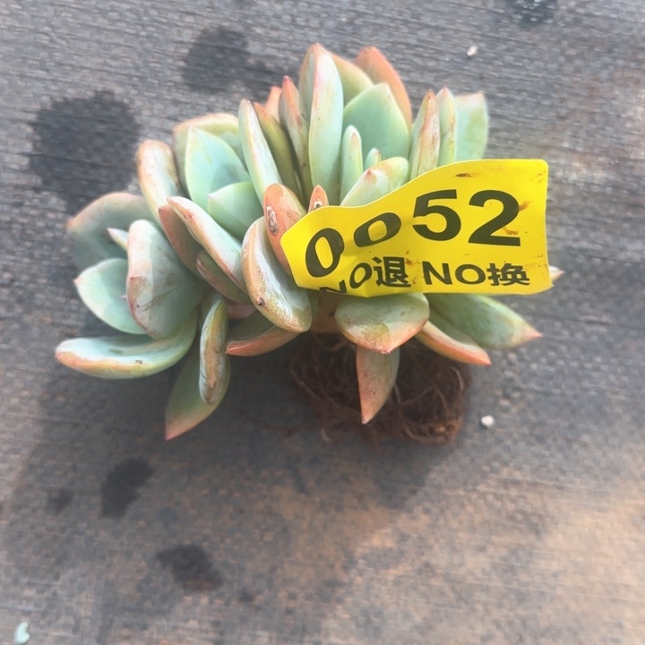 52号血凤小朵朵群