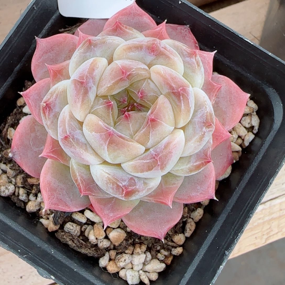 冰魄，8869多肉植物