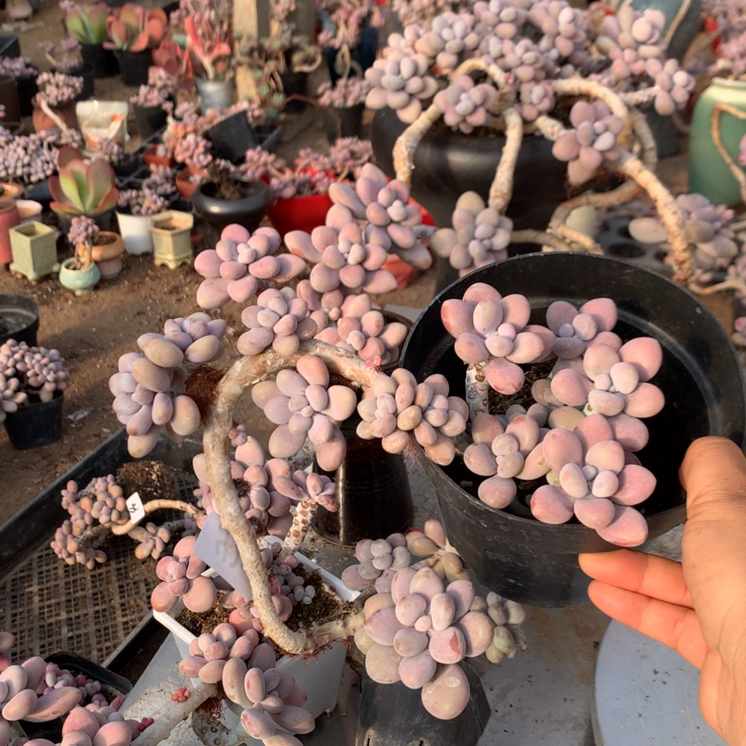 茶***夭桃蛋老桩不带盆42号