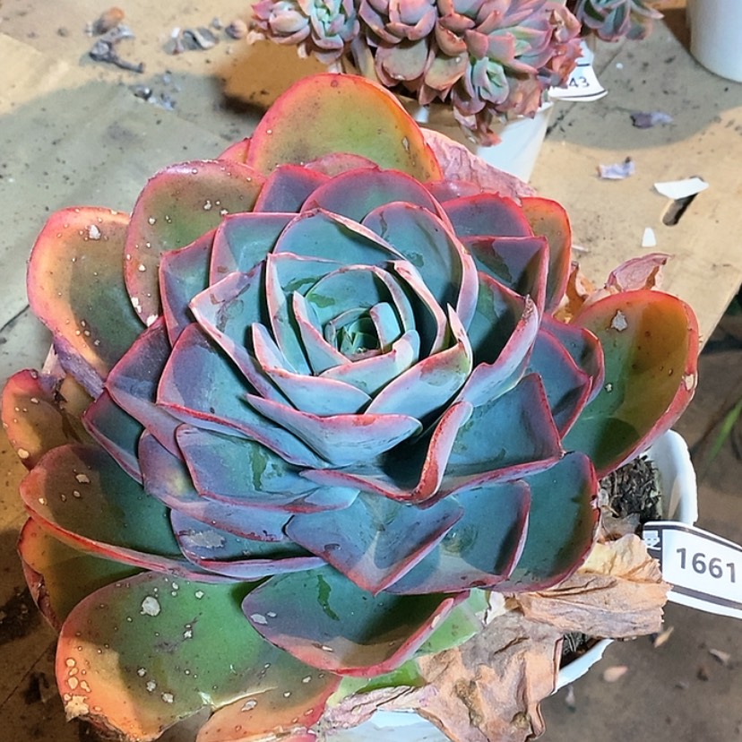 【闪购商品】冰与火1661