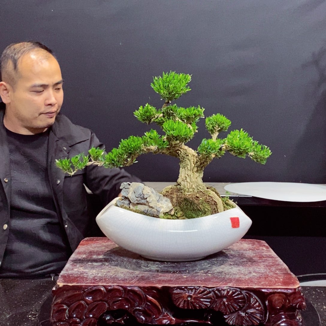 无花朵W*E黄杨盆景雀舌软枝