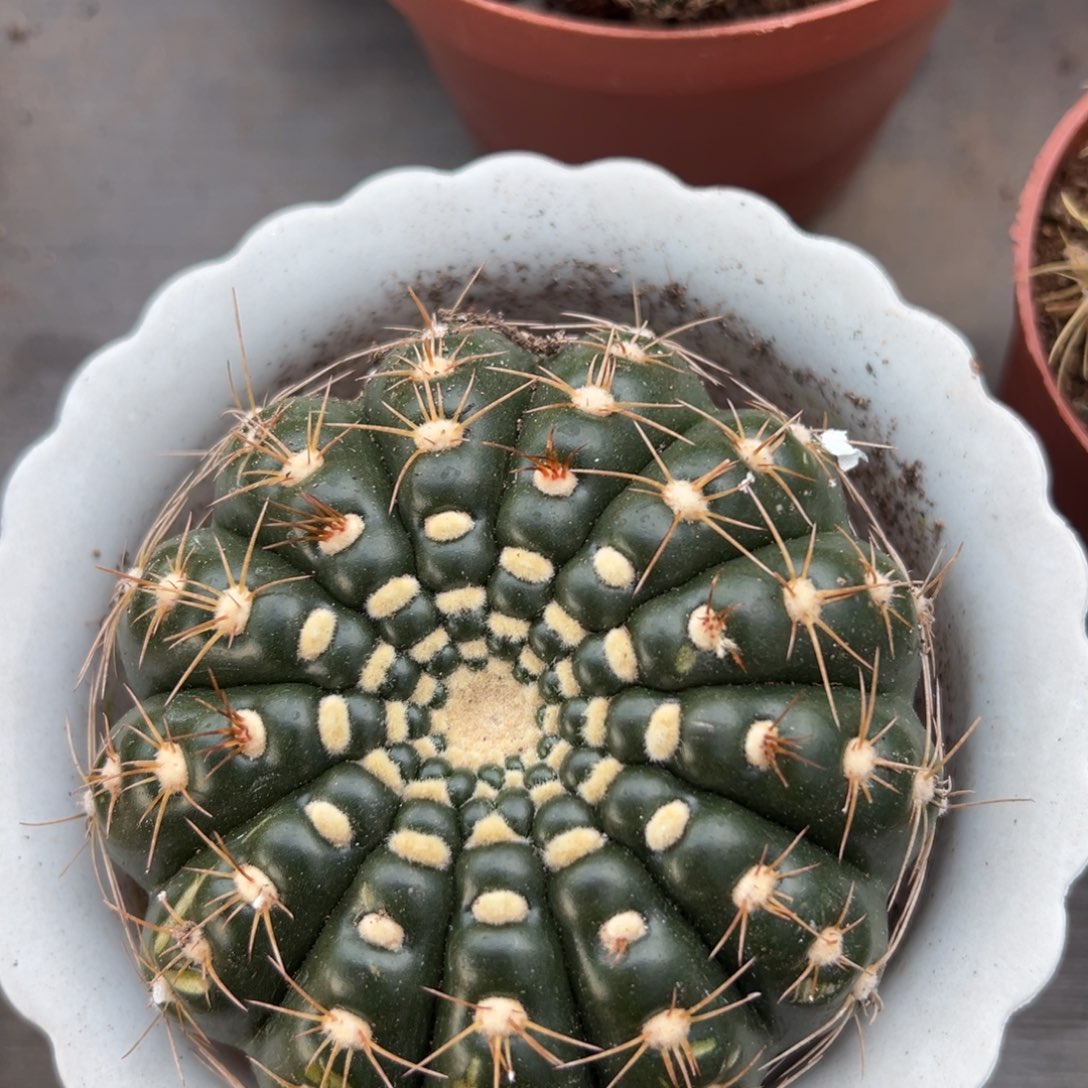 炫美玉随机一颗了。    