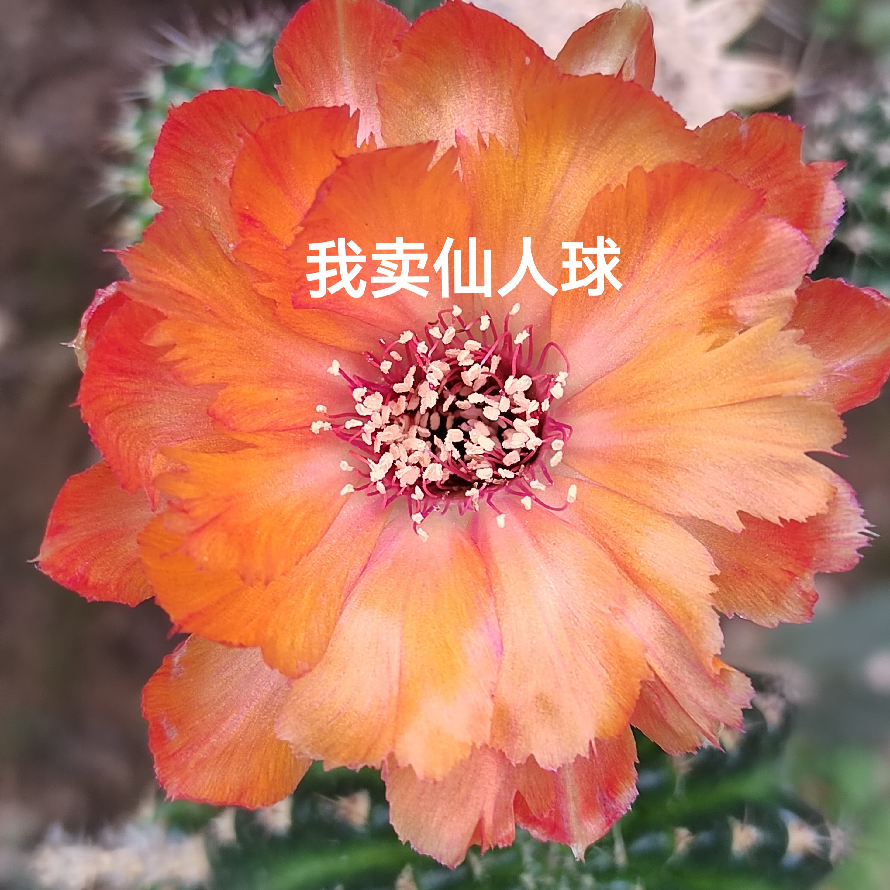 丽花黄羽毛3㎝左右侧芽 满28包邮非偏远