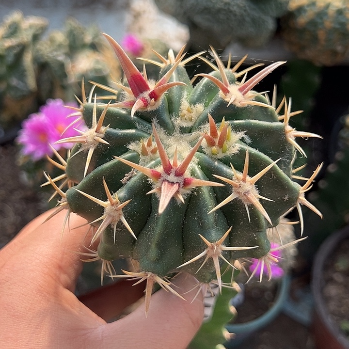 8.7苗接凌波仙人球944