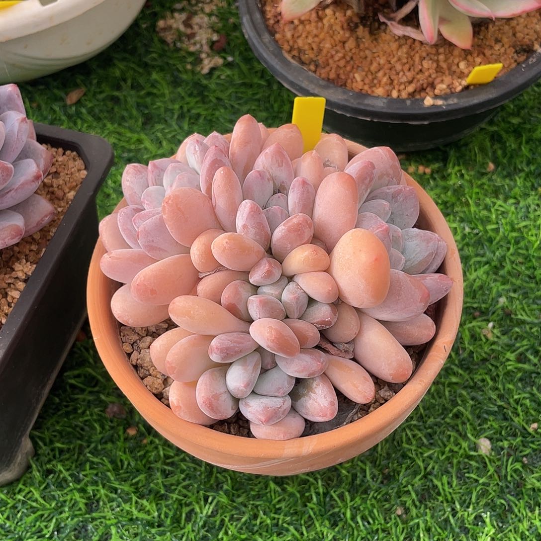 香水群生多肉植物一物一拍