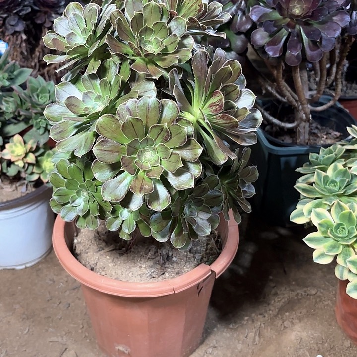 多肉植物法师拉丝12