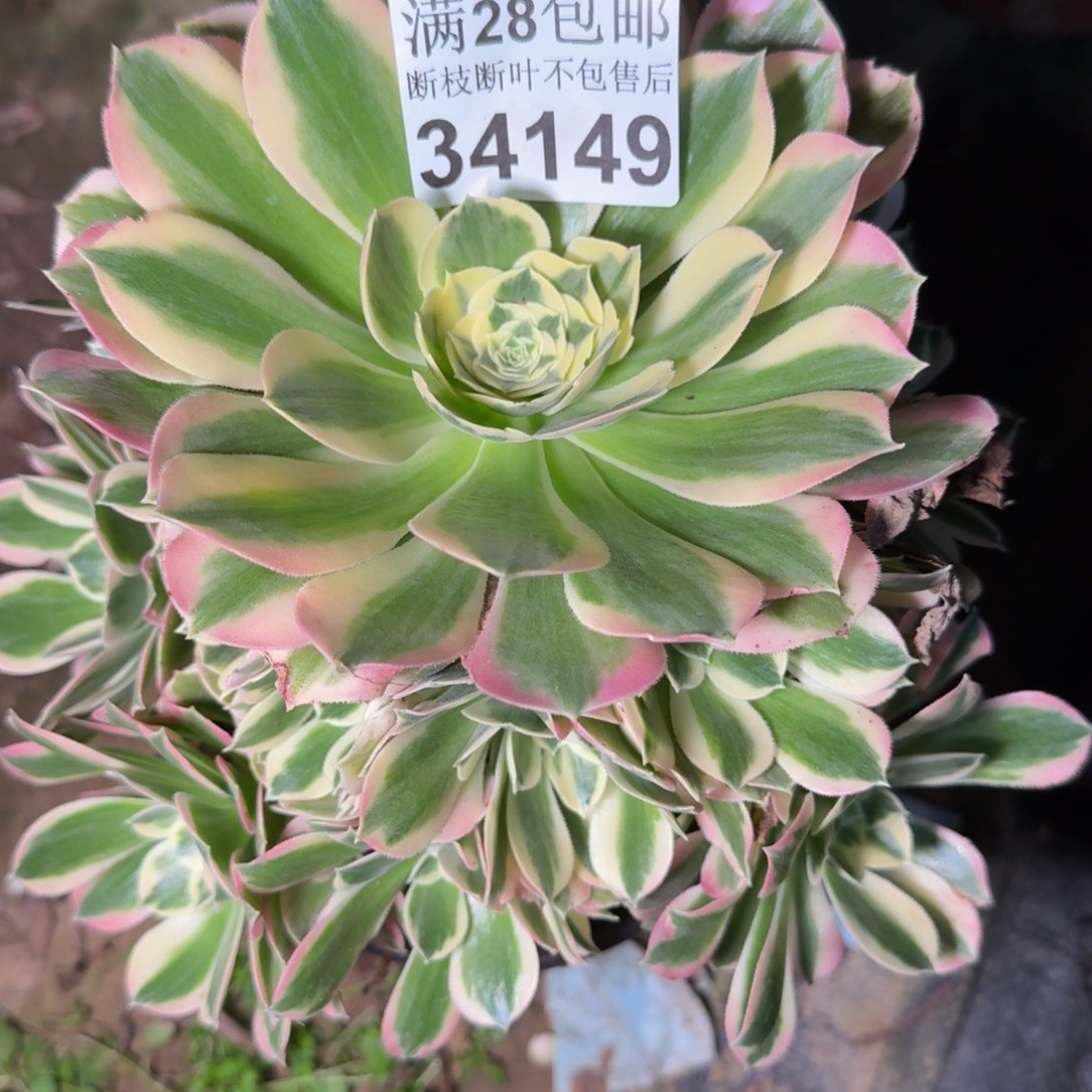 34149白凤多肉植物