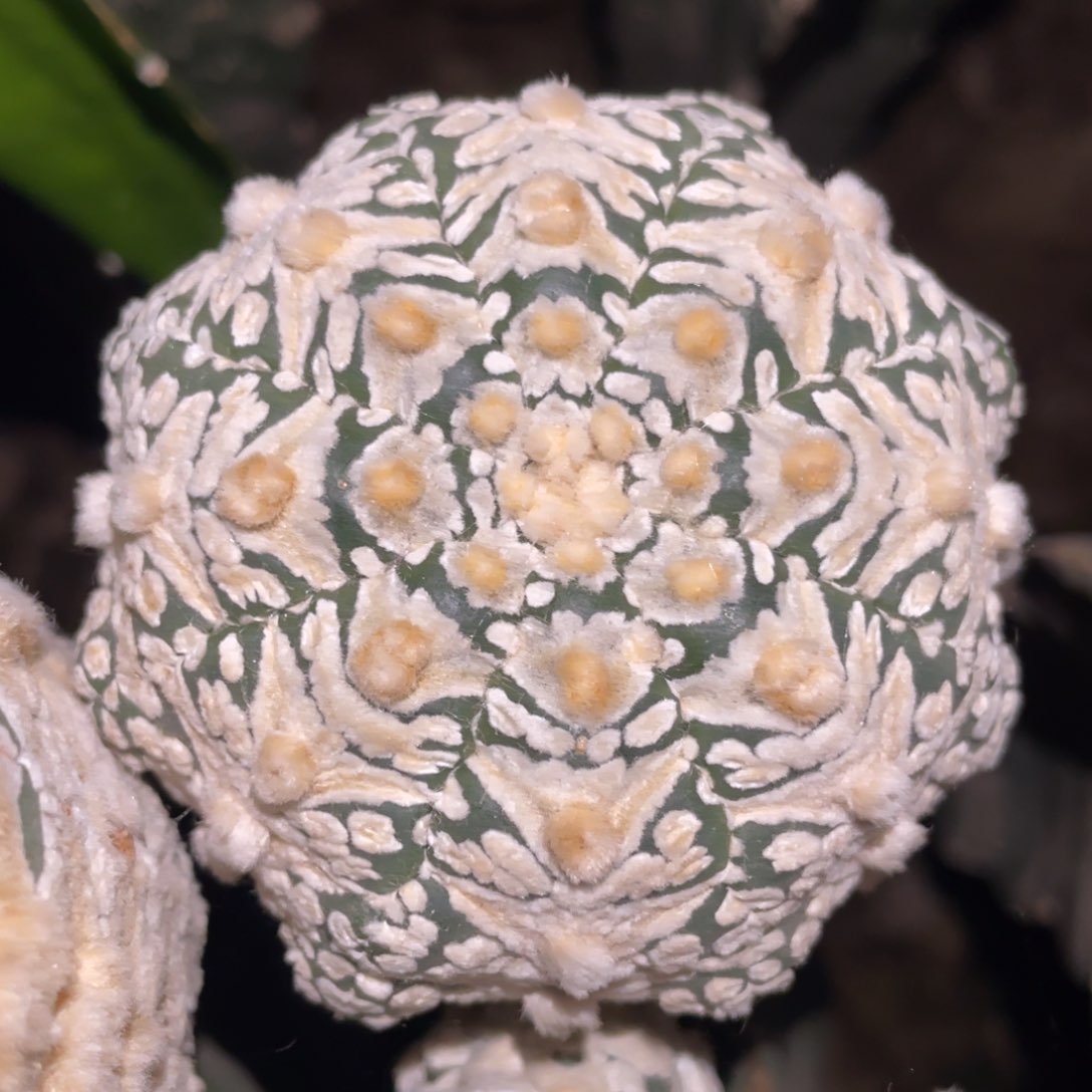 海星浓白盾V兜 仙人球