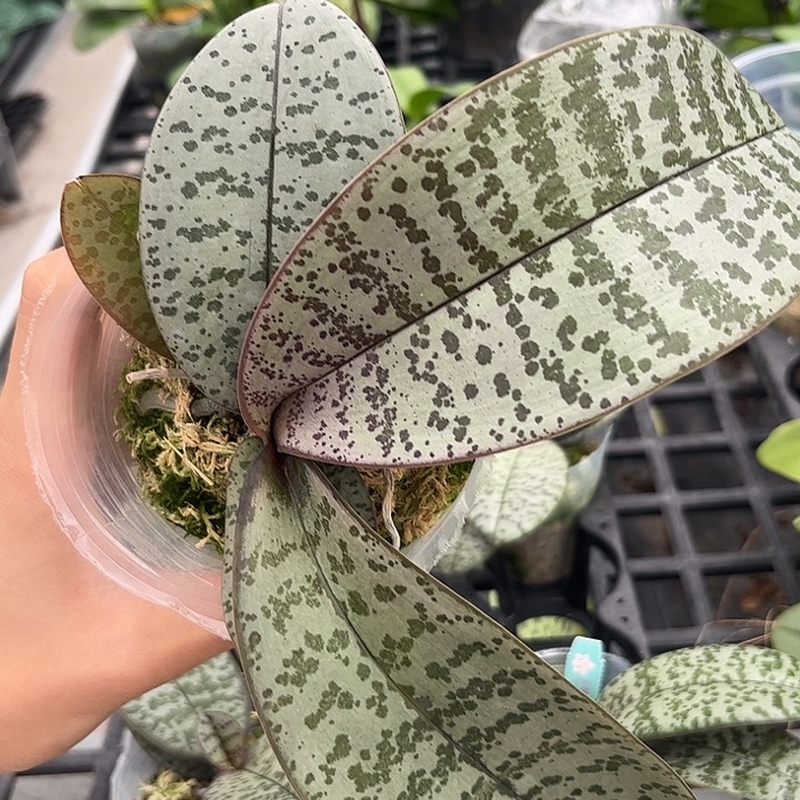 完全开放超银叶西雷利