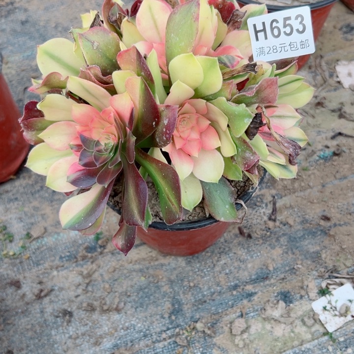 653香妃多肉植物