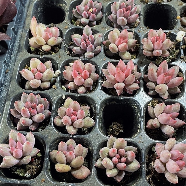 小虞美人1.99带土发