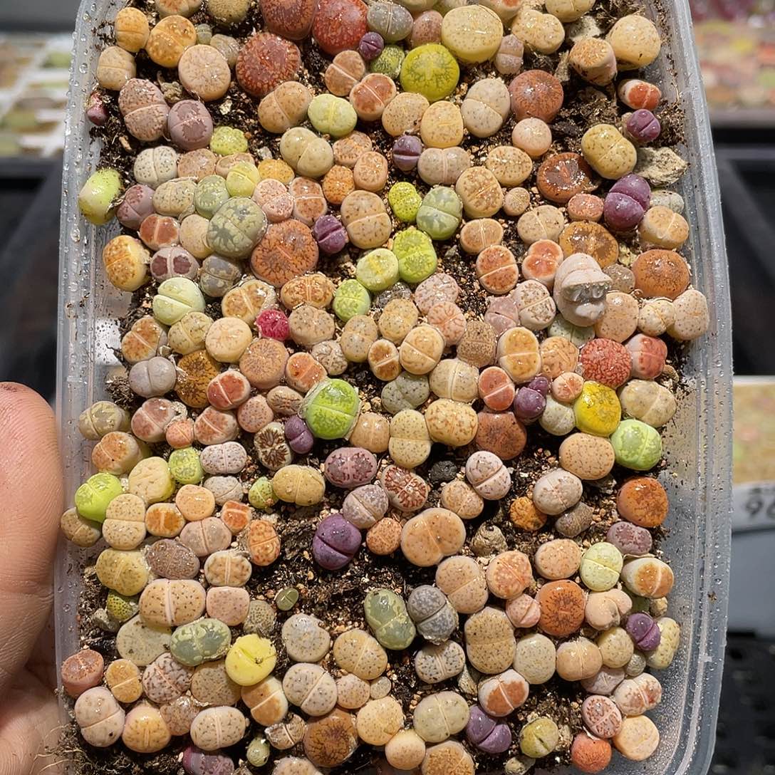 968当天凑满十八元包邮生石花