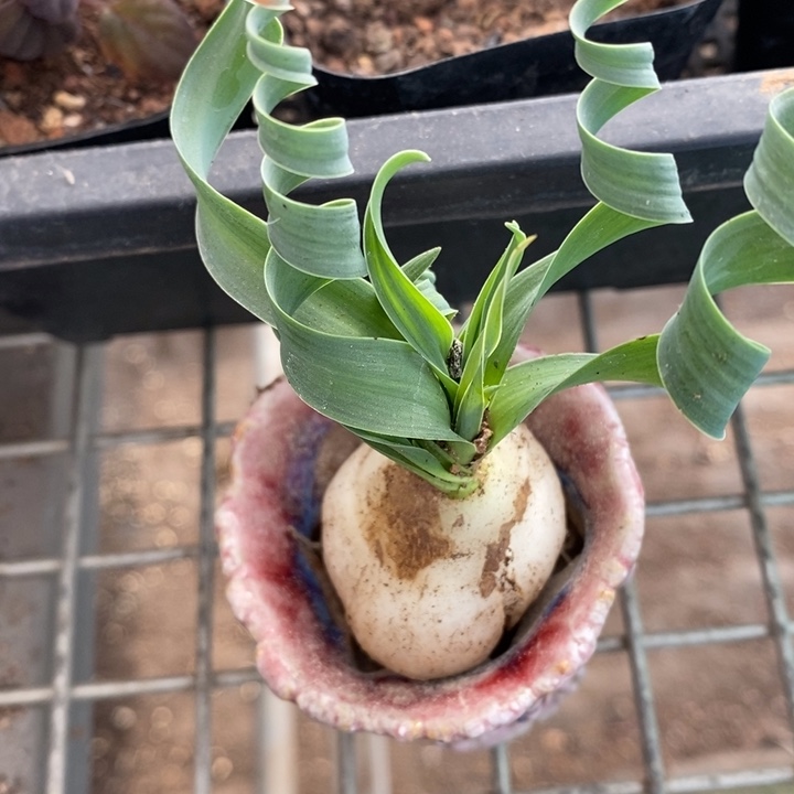 伯克利和格蕾纳等著名音乐家